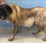 Insufficienza pancreatica esocrina nel cane